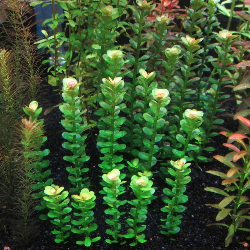 Indian Rotala Indian Toothcup (Rotala indica) – Live Aquatic Plant for Aquascaping ...