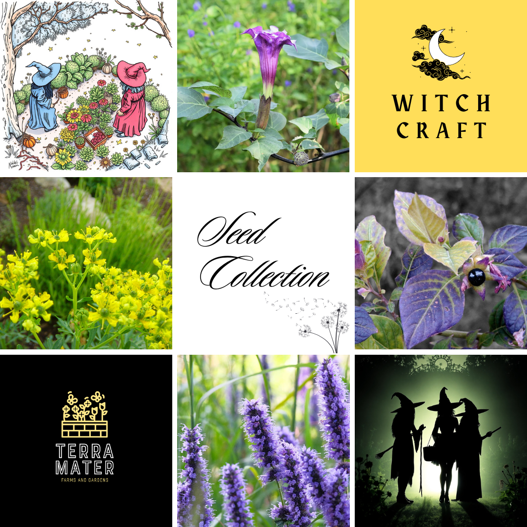 witches herb garden seeds ✨ Unlock garden magic with the WITCHCRAFT Seed Collection — cultivate sacred herbs & mystical plants for spells, teas & rituals 🔮 (Various spp.)