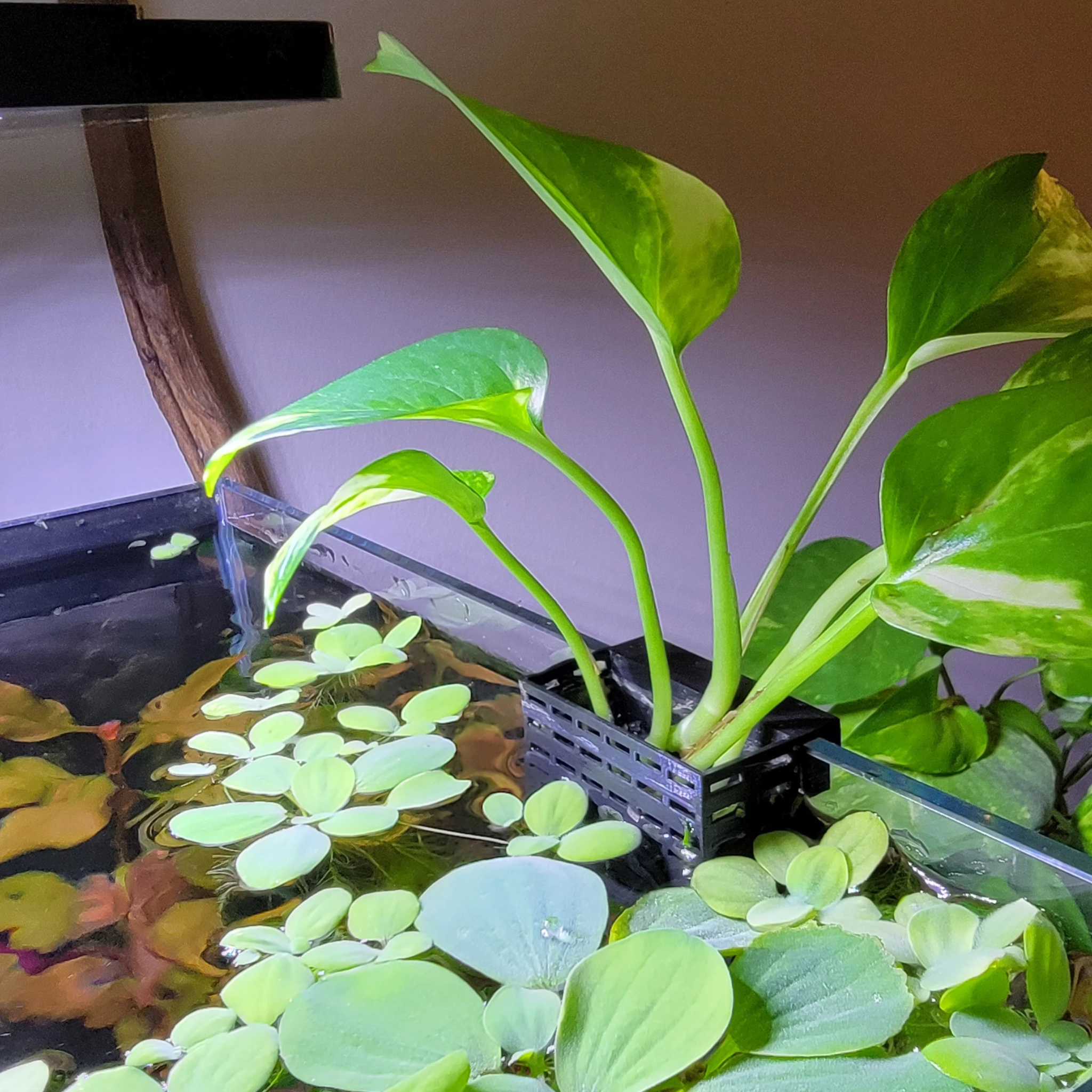 marble pothos in water Queen Marble Pothos Water Rooted Plant (Epipremnum aureum) – Live Plan – Terra Mater Gardens