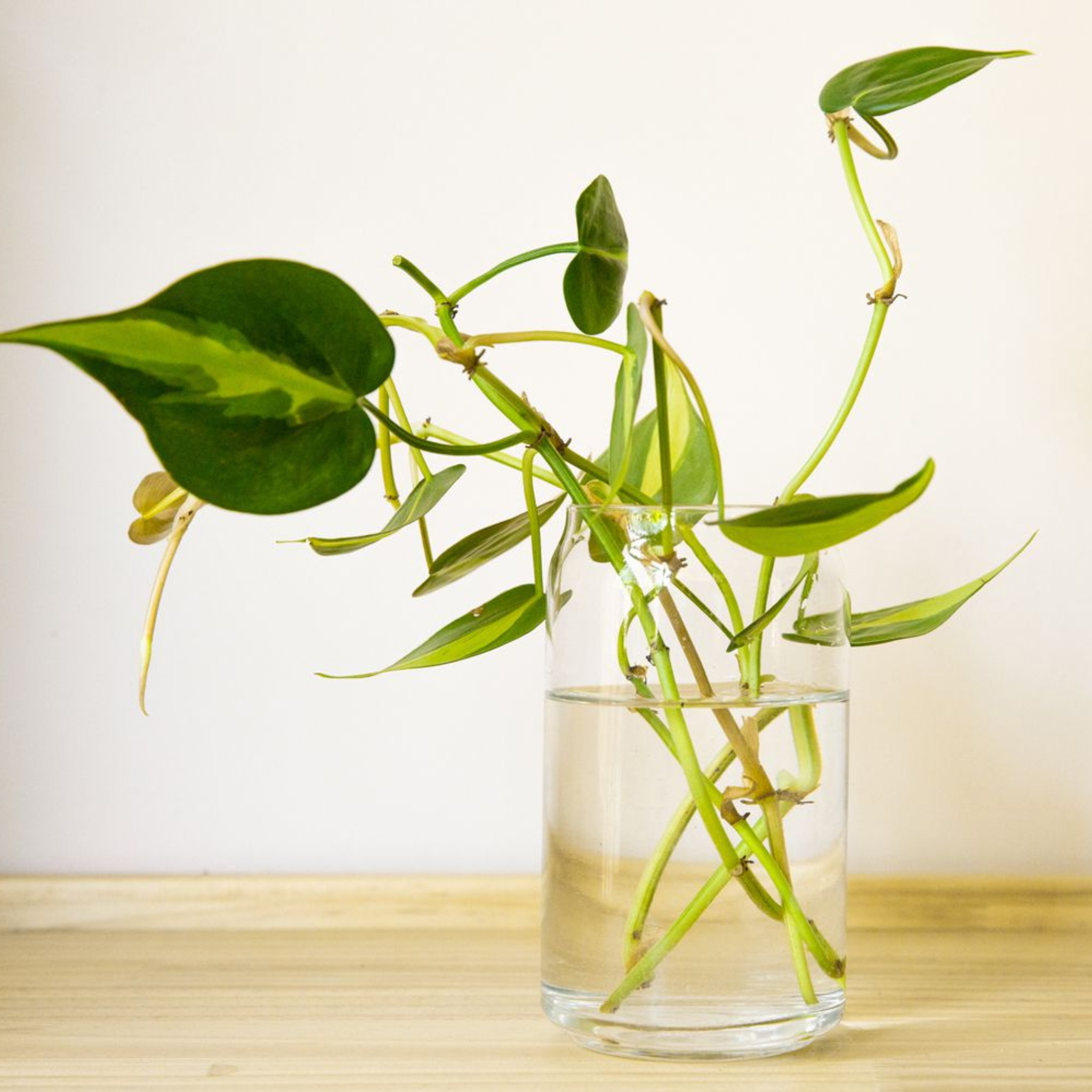 heartleaf philodendron water requirements Heart Leaf Philodendron Water Rooted Plant (Philodendron cordatum) – Live Plant for Indoor Aquariums, Terrariums, and Hanging Baskets