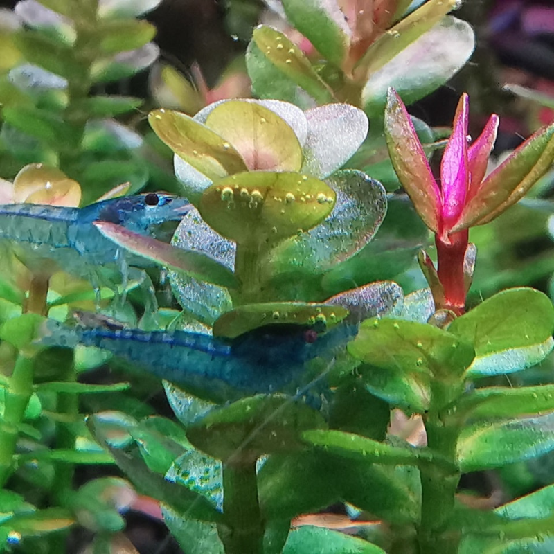 Indian Rotala Indian Toothcup (Rotala indica) – Live Aquatic Plant for Aquascaping ...