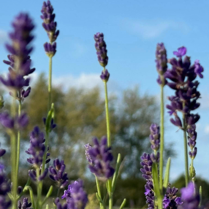 lavender hidcote plug plants Lavender Hidcote Blue Plant Plug (Lavandula angustifolia 'Hidcote Blue – Terra Mater Gardens