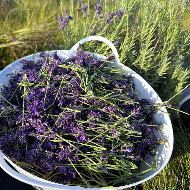 lavender hidcote plug plants Lavender Hidcote Blue Plant Plug (Lavandula angustifolia 'Hidcote Blue – Terra Mater Gardens