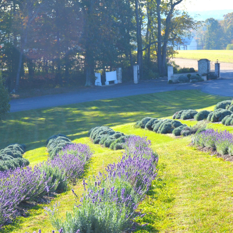 lavender hidcote plug plants Lavender Hidcote Blue Plant Plug (Lavandula angustifolia 'Hidcote Blue – Terra Mater Gardens