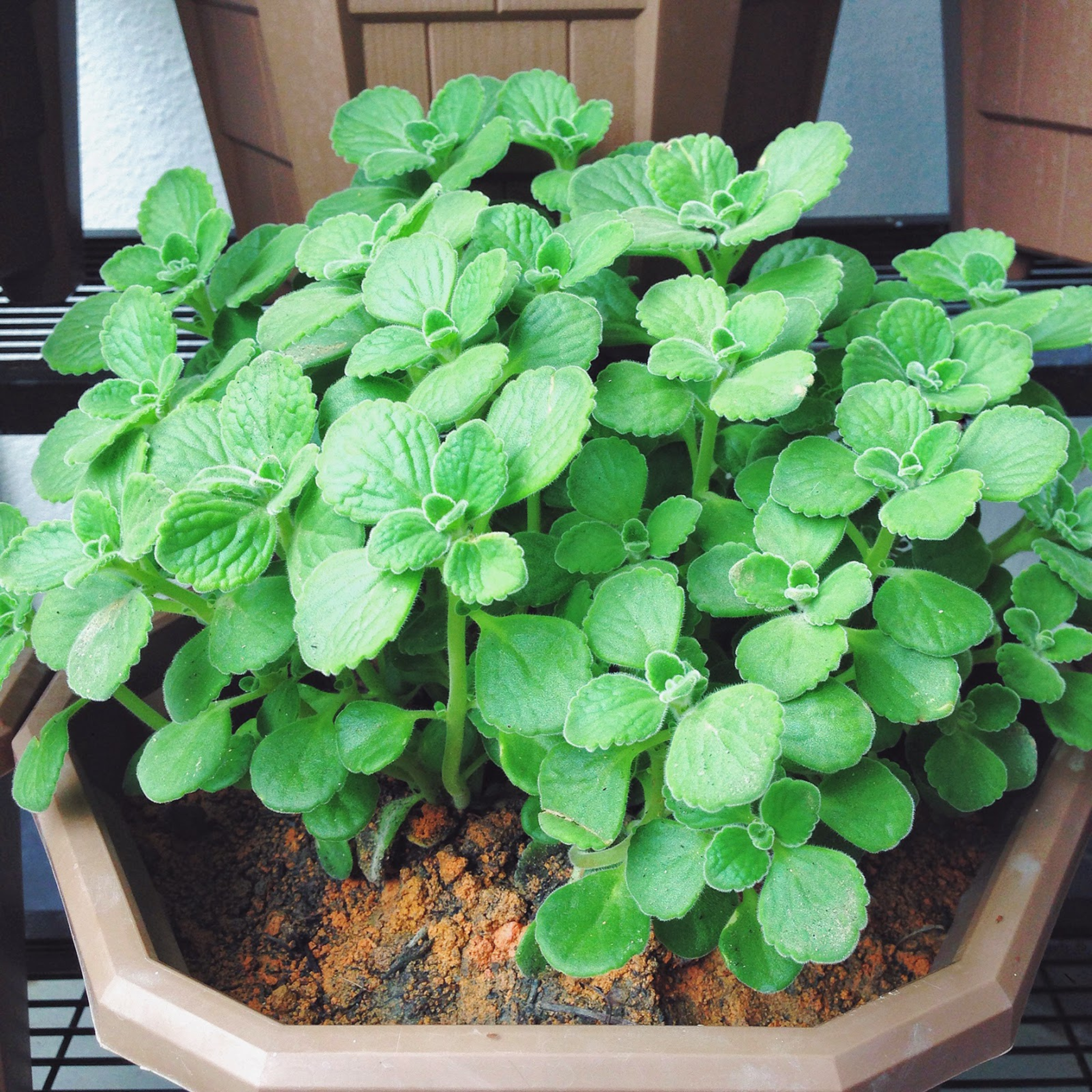 cuban oregano indoor plant Cuban Oregano 30+ Seeds (Plectranthus amboinicus) – Organic Culinary Herb – Distinct Flavor for Caribbean & Latin American Dishes