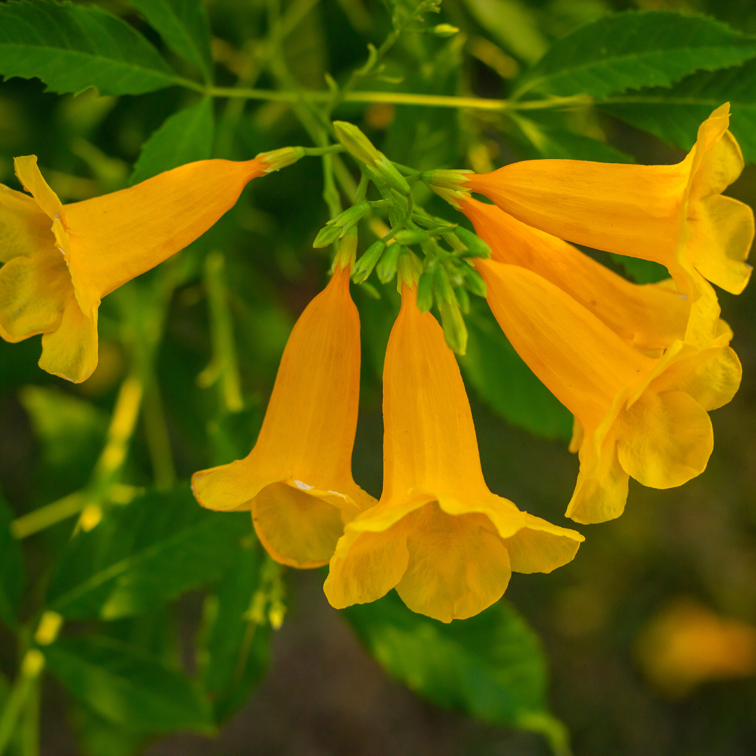 yellow bell flower seeds Yellow Bells (Tecoma stans var. angustata) Hardy Shrub, Drought Tolerant, Perfect for Xeriscaping – 10+ Seeds