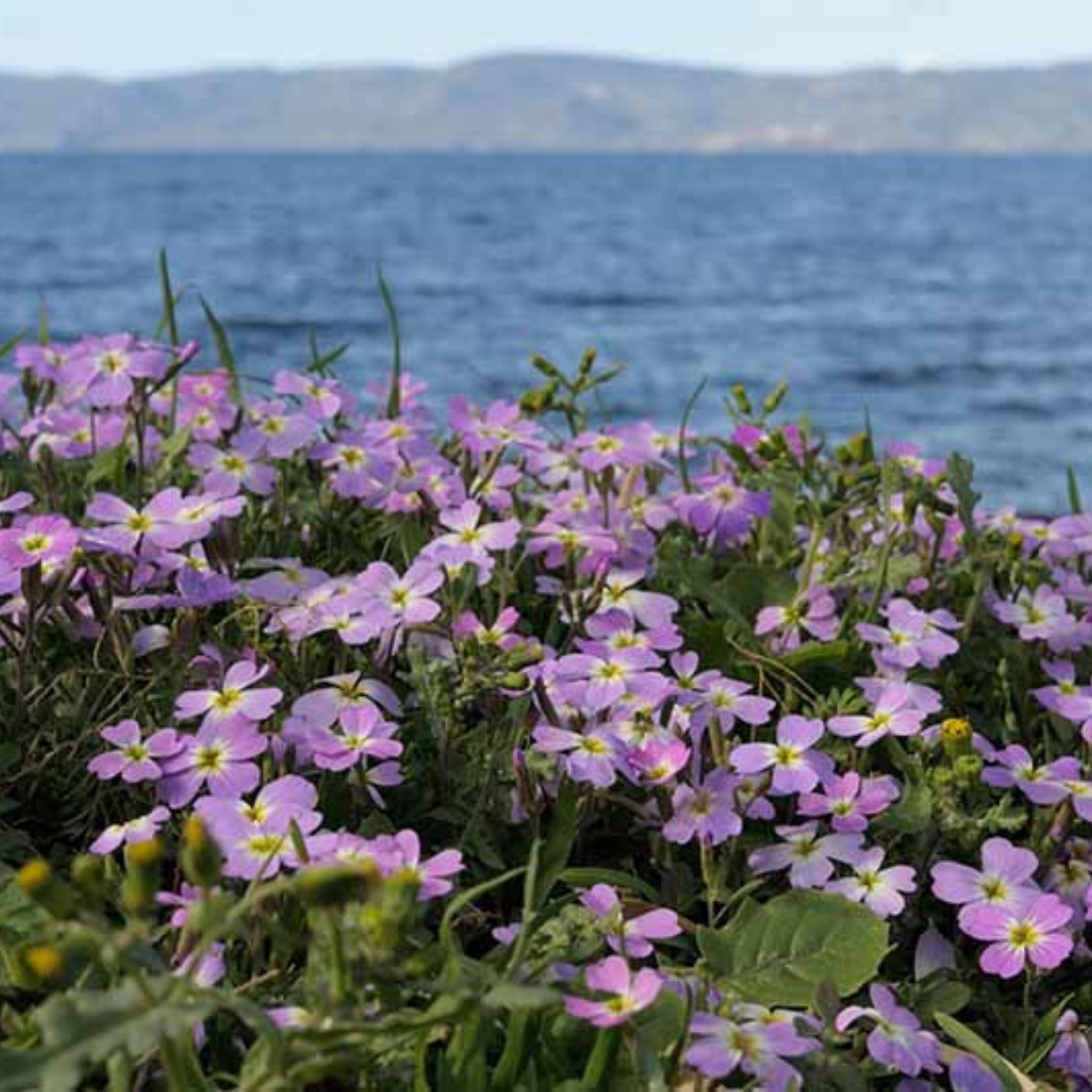 wildflower seeds virginia Virginia Stock Mix 50+ Seeds (Malcolmia maritima) – Organic Wildflower – Terra Mater Gardens