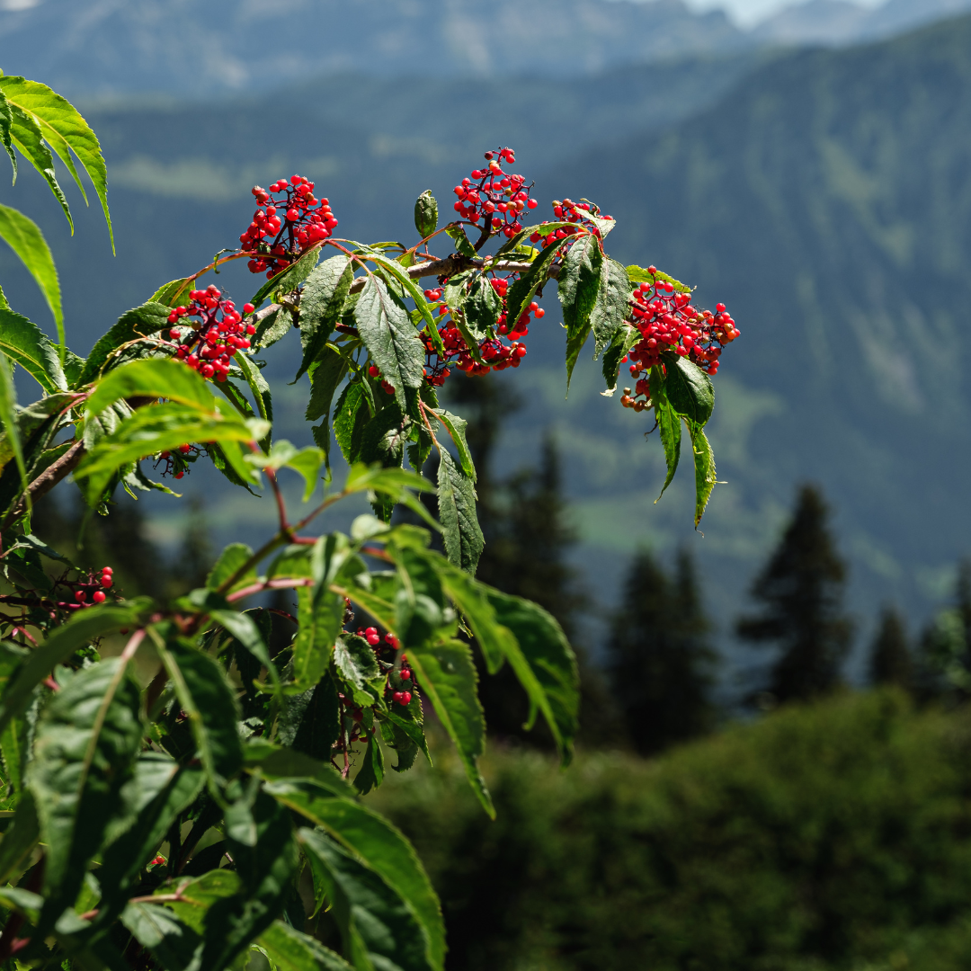 elderberry seeds planting Red Elderberry Seeds (Sambucus racemosa) – 40+ Seeds for Herb Gardens, – Terra Mater Gardens