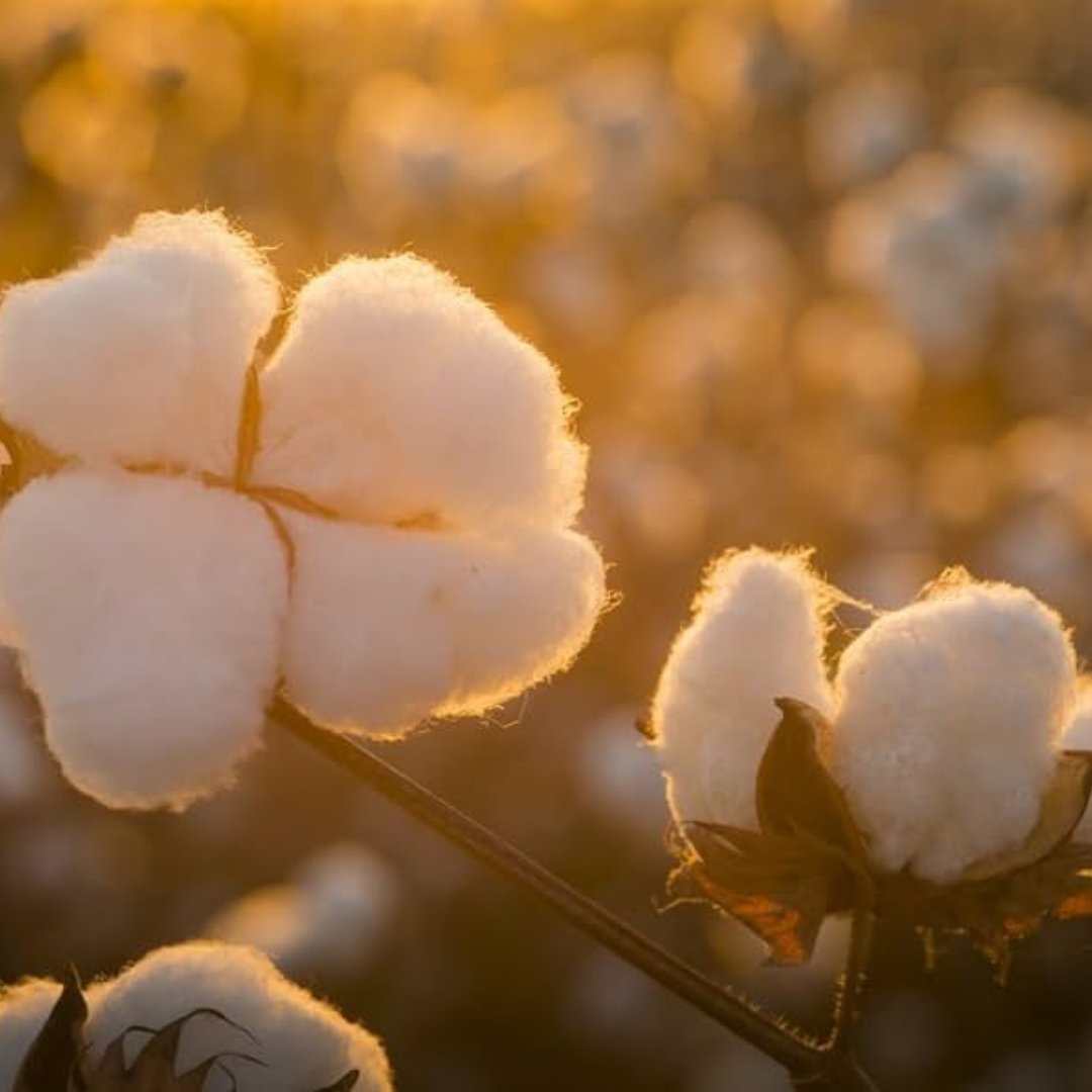 starbound plant cotton seed Pure White Cotton Seeds (Gossypium hirsutum) – 20+ Treated Seeds for U – Terra Mater Gardens