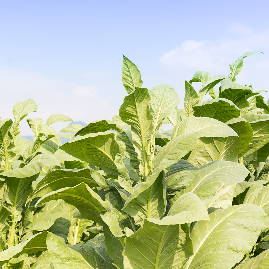 tobacco plant wild Tobacco | Cultivation, Curing & Grading tobacco plant wild Tobacco | Cultivation, Curing & Grading