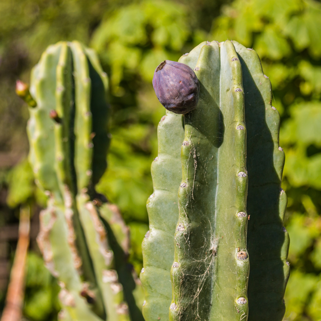 san pedro cactus seeds Peruvian apple cactus 10 seeds Cereus repandus Cereus peruvianus