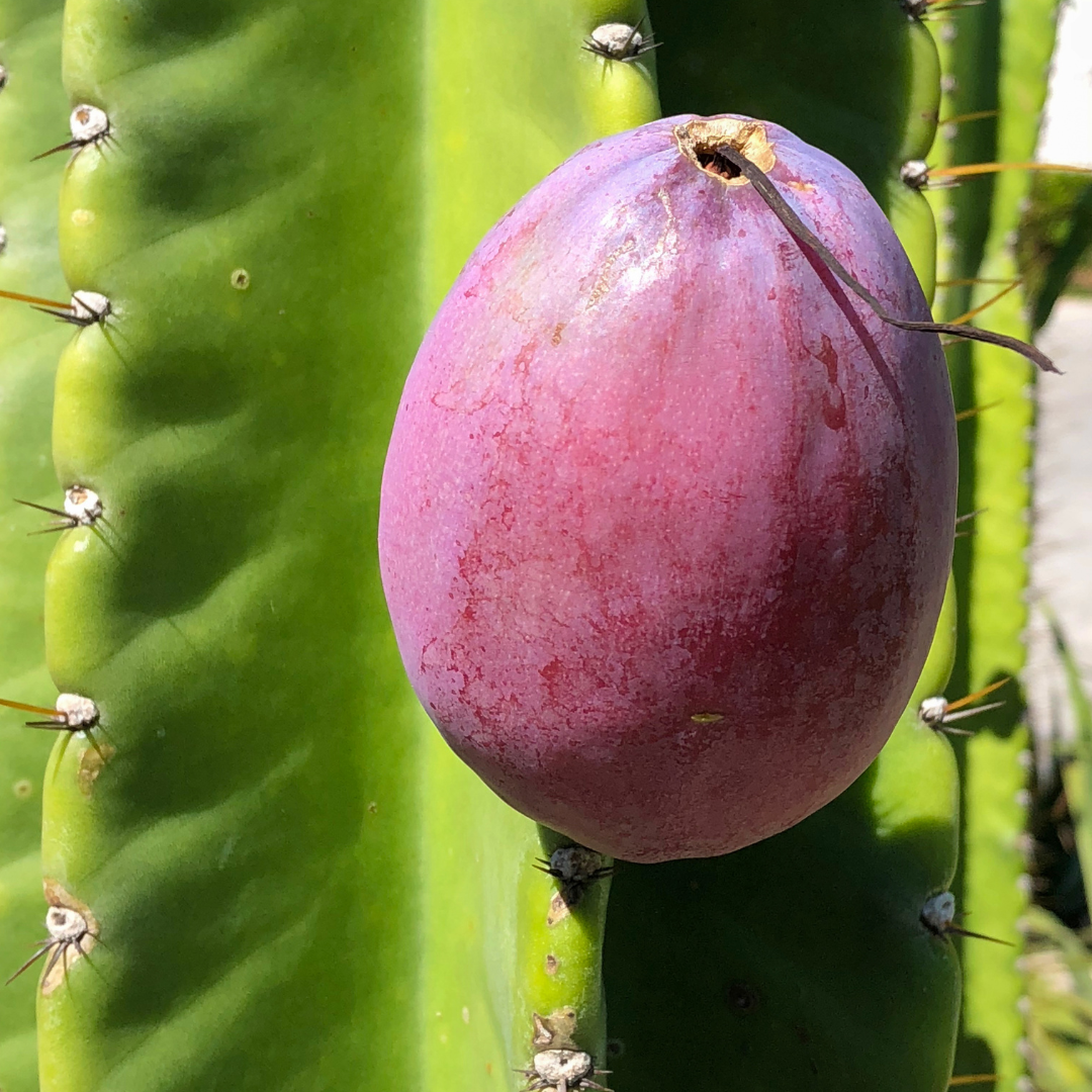 san pedro cactus fruit edible Cactus Peruvian Apple Seeds (Cereus peruvianus) – Ornamental and Edibl – Terra Mater Gardens