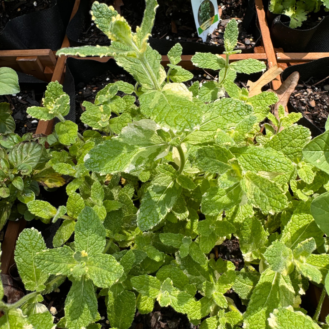 pineapple mint plant Pineapple Mint Plant Plug (Mentha suaveolens 'Variegata') – Fragrant V – Terra Mater Gardens