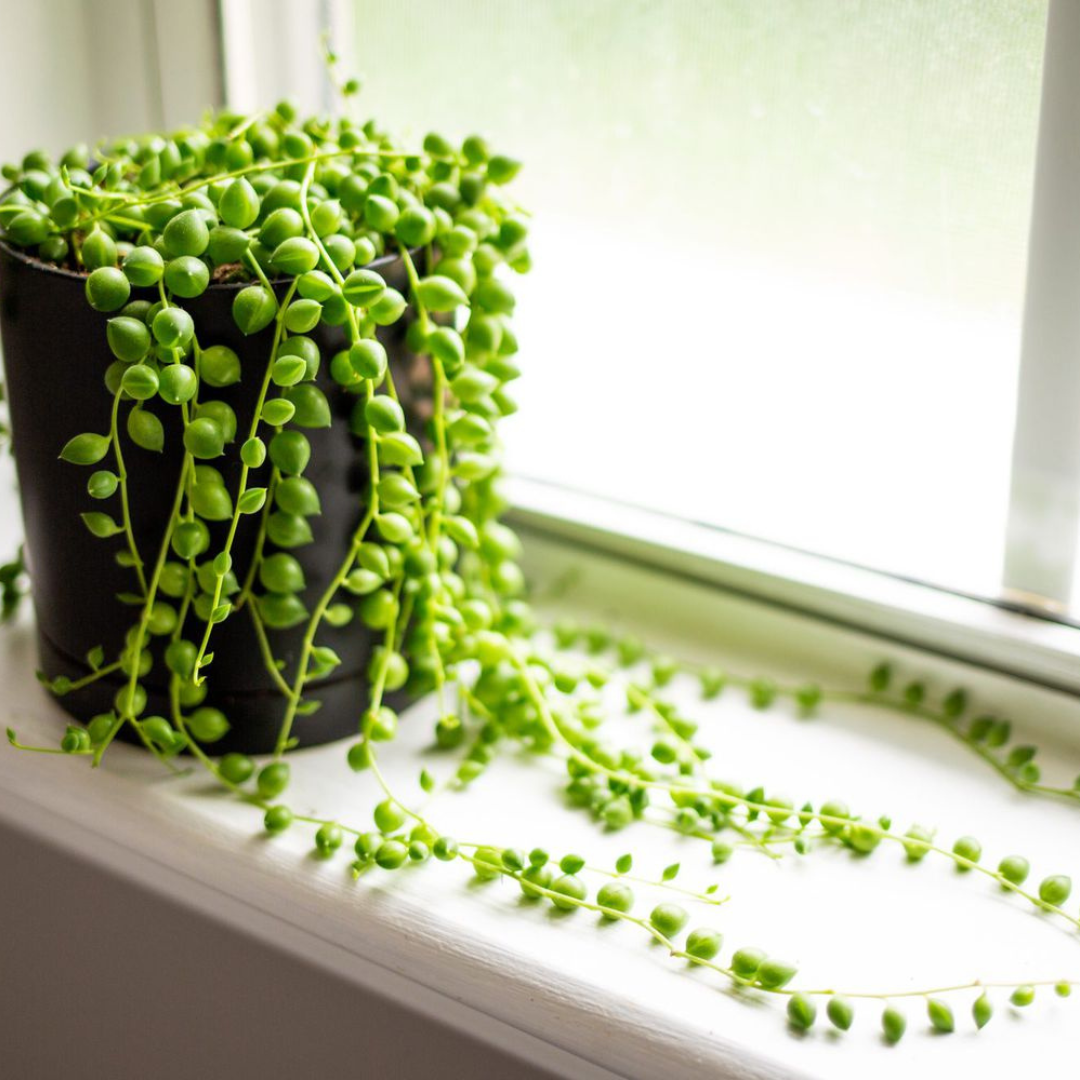 pearls hanging succulent plant String of Pearls Plant Plug (Senecio rowleyanus) – Unique Hanging Succ –  Terra Mater Gardens