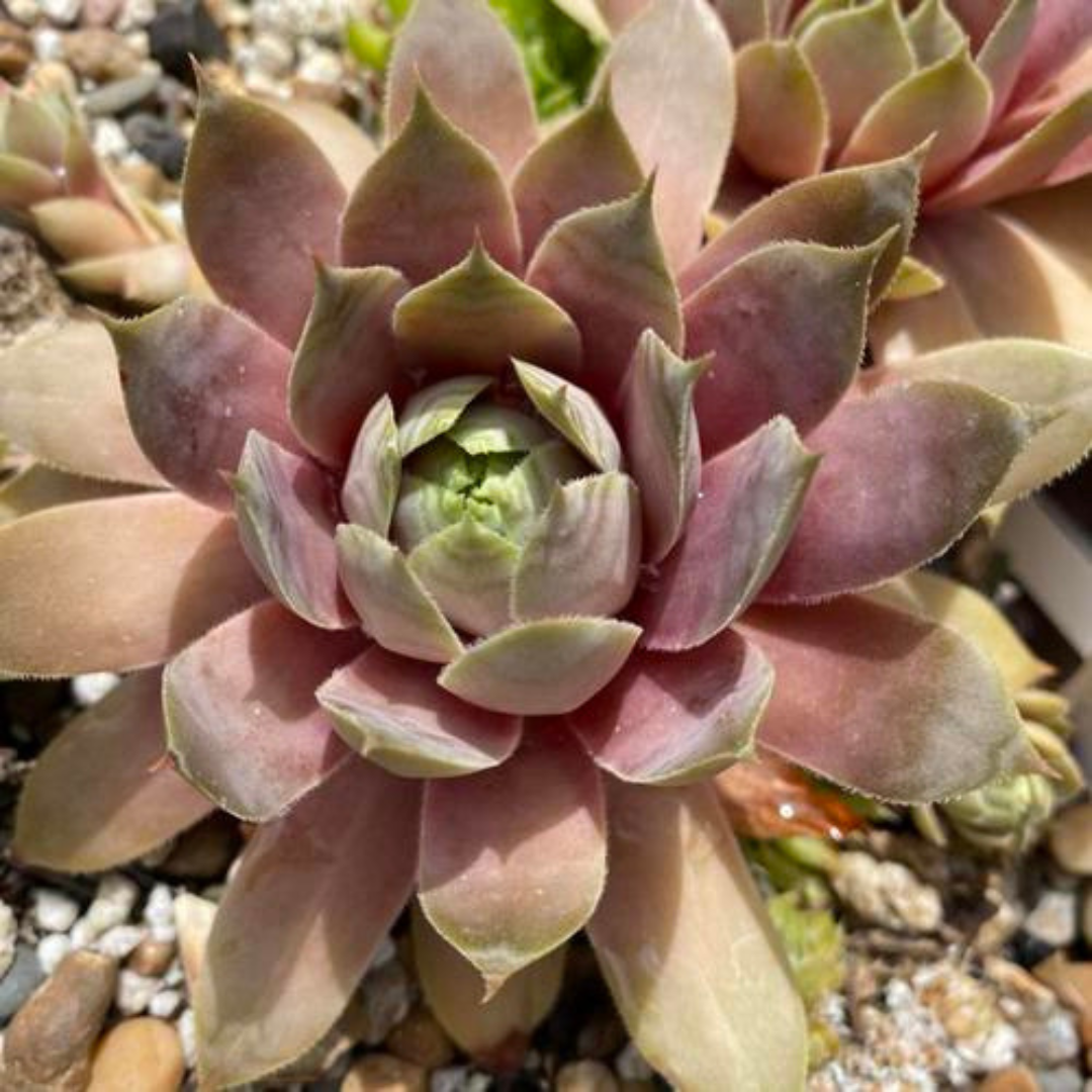 lavender ice plant Sempervivum Lavender Ice Plant Plug (Sempervivum 'Lavender Ice') – Fro – Terra Mater Gardens