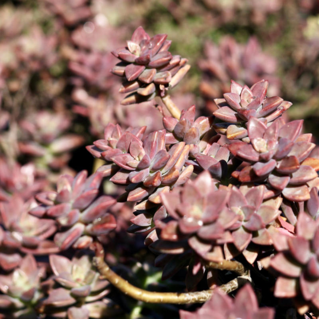 vera higgins succulent Graptosedum Vera Higgins Plant Plug (Graptosedum 'Vera Higgins') – Com – Terra Mater Gardens