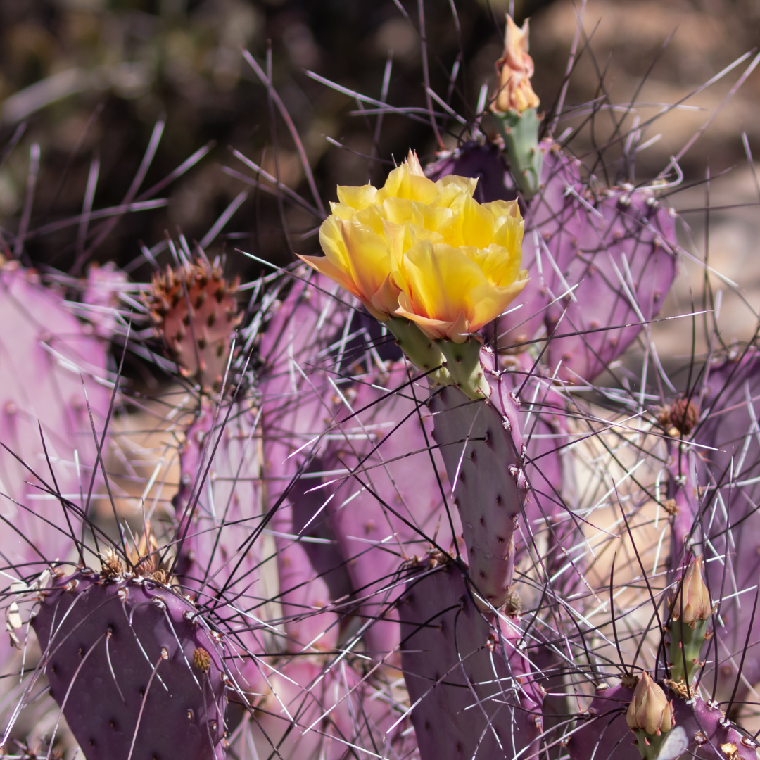 buy purple prickly pear cactus Prickly Pear 'Santa Rita' Cactus Seeds (Opuntia violacea var. santa ri – Terra Mater Gardens