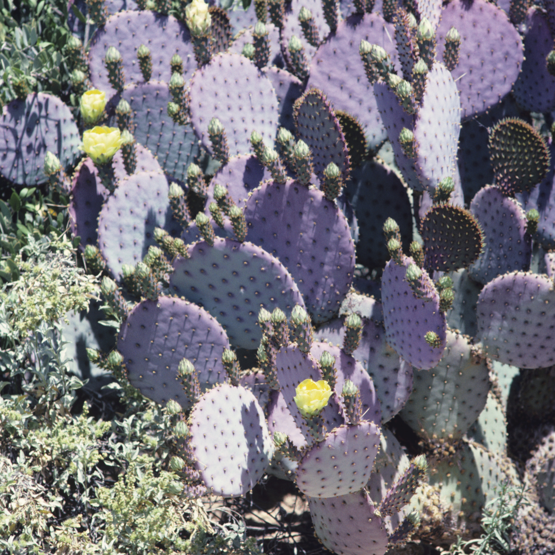 santa rita prickly pear cactus Prickly Pear 'Santa Rita' Cactus Seeds (Opuntia violacea var. santa ri – Terra Mater Gardens