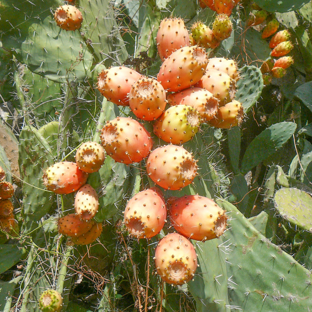 prickly pear cactus seeds Prickly Pear Cactus Seeds (Opuntia ficus-indica) – Edible Pads and Fru – Terra Mater Gardens