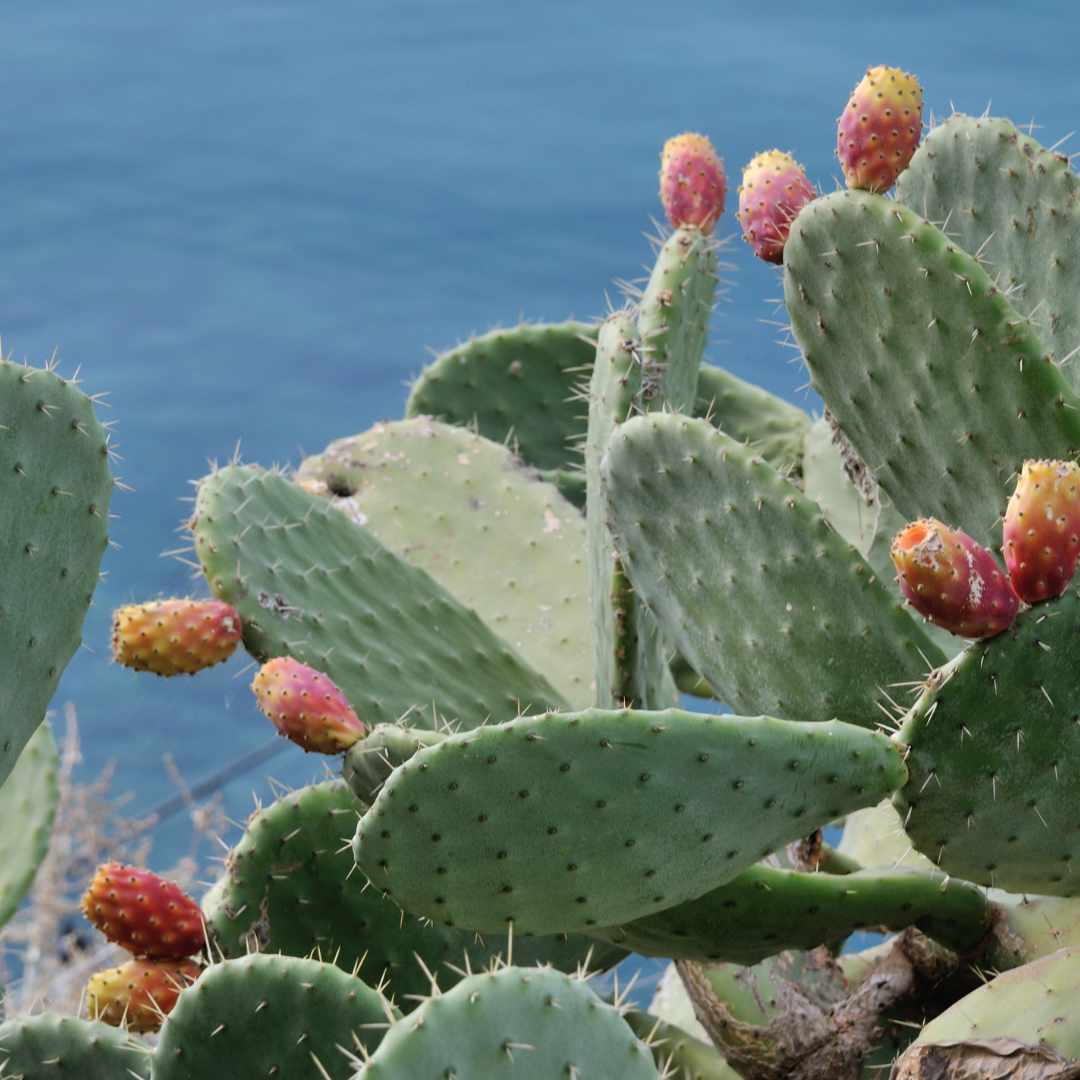 prickly pear cactus from seed Prickly Pear Cactus Seeds (Opuntia ficus-indica) – Edible Pads and Fruits, Drought Tolerant, Unique Ornamental Plant – 10+ Seeds