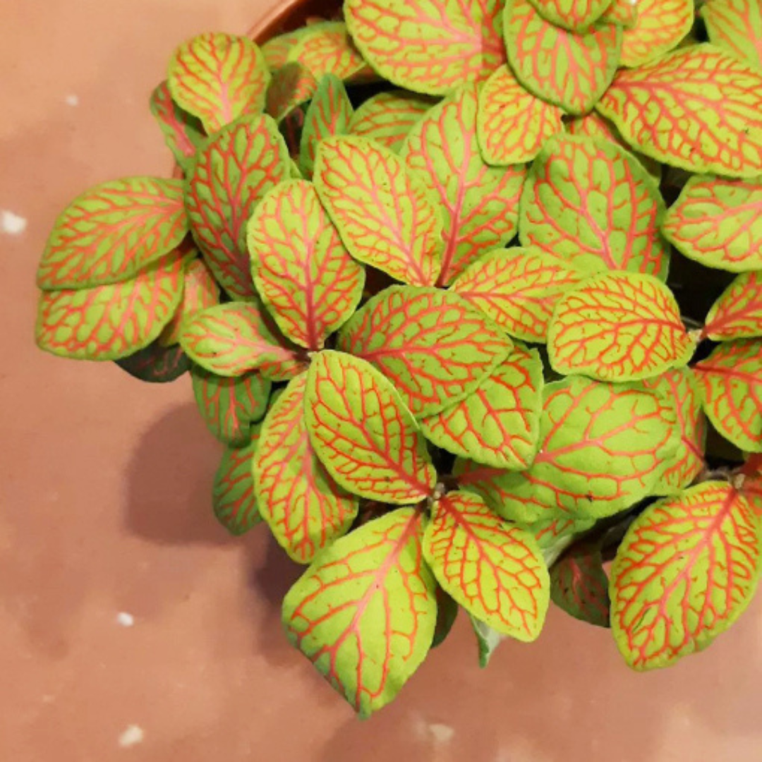 Fittonia Skeleton Plant Plug (Fittonia albivenis) – Bright Red Veins on  Light Green Leaves, Great for Terrariums & Indoor Plant Displays