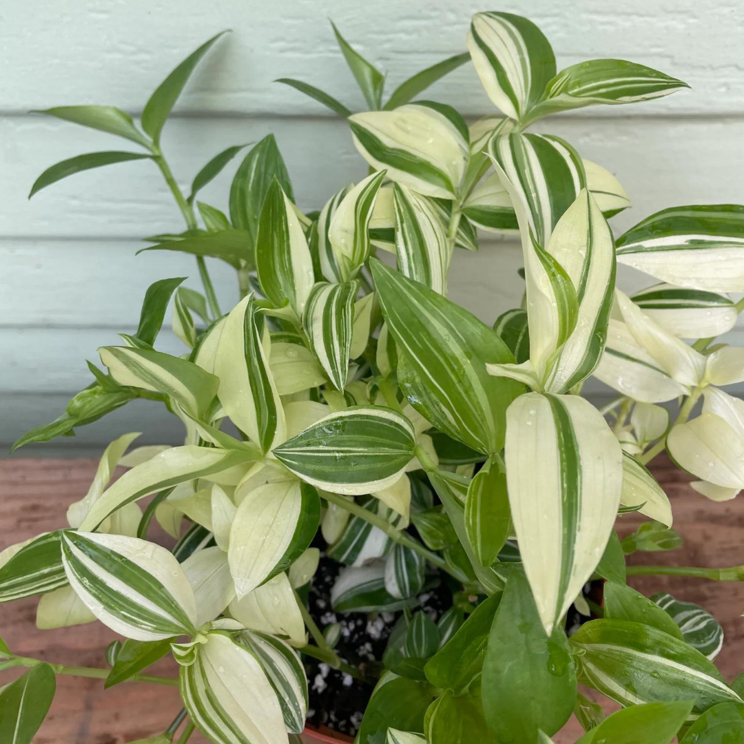 wandering dude plant care indoors Tradescantia Green Yellow Wandering Dude Plant Plug (Tradescantia flum – Terra Mater Gardens