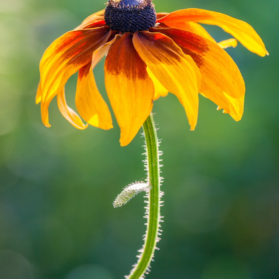 indian summer flower seeds Organic Gloriosa Daisy 'Indian Summer' (Rudbeckia hirta) – 100+ Seeds, – Terra Mater Gardens