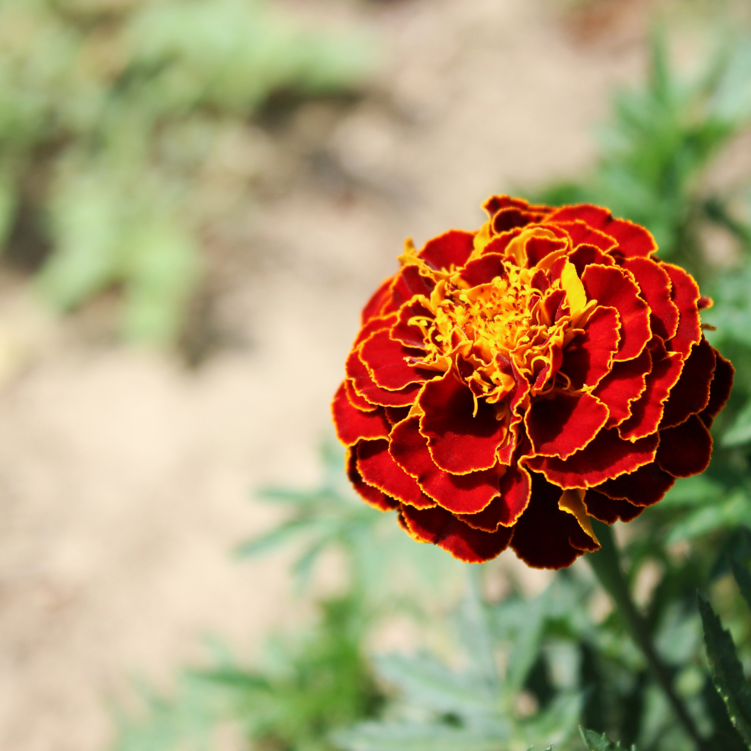 red marigold seeds Organic French Marigold 'Red Cherry' (Tagetes patula) – 50+ Seeds, Dee – Terra Mater Gardens