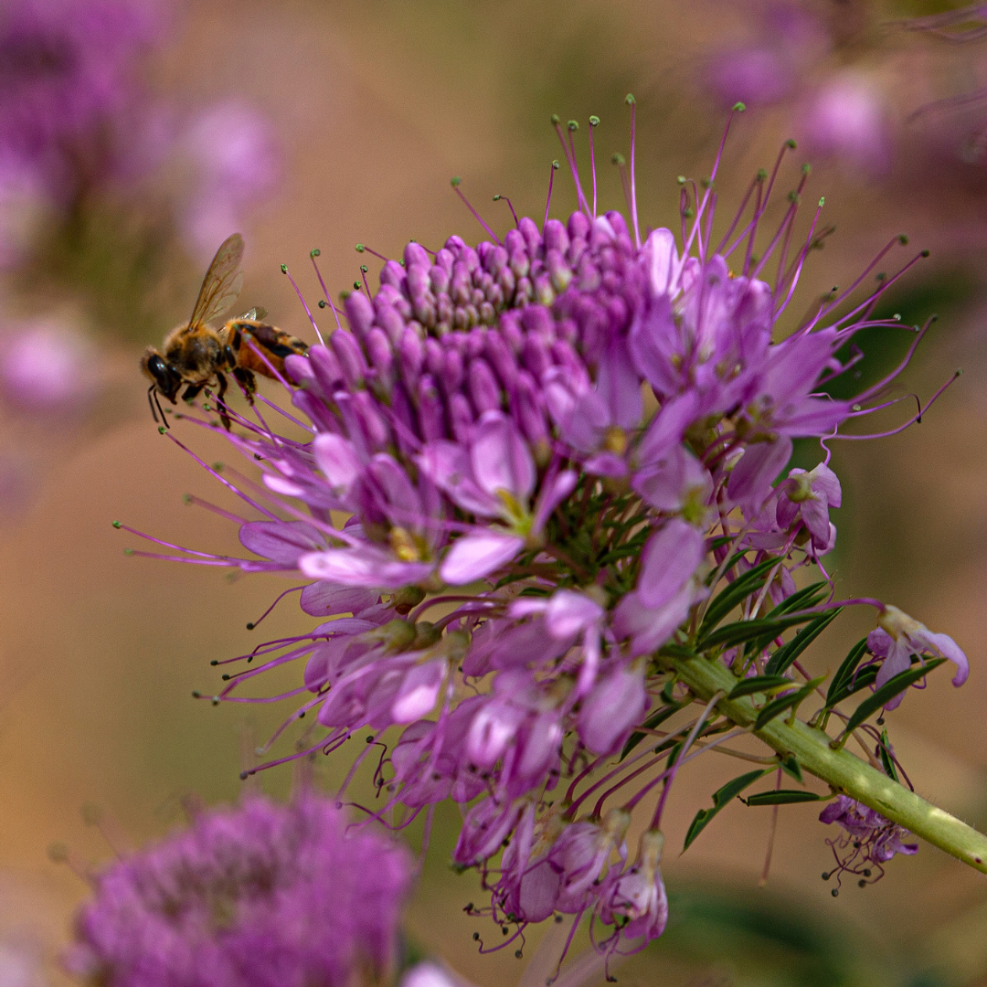 Organic Rocky Mountain Beeplant (Cleome serrulata) – 25+ Seeds, Bee-Fr ...