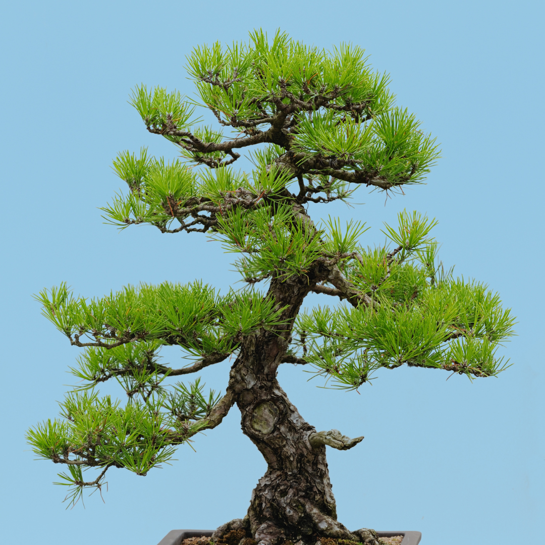 timeless trees bonsai Japanese Black Pine Bonsai Seeds (Pinus thunbergii) – Cultivate Timele – Terra Mater Gardens