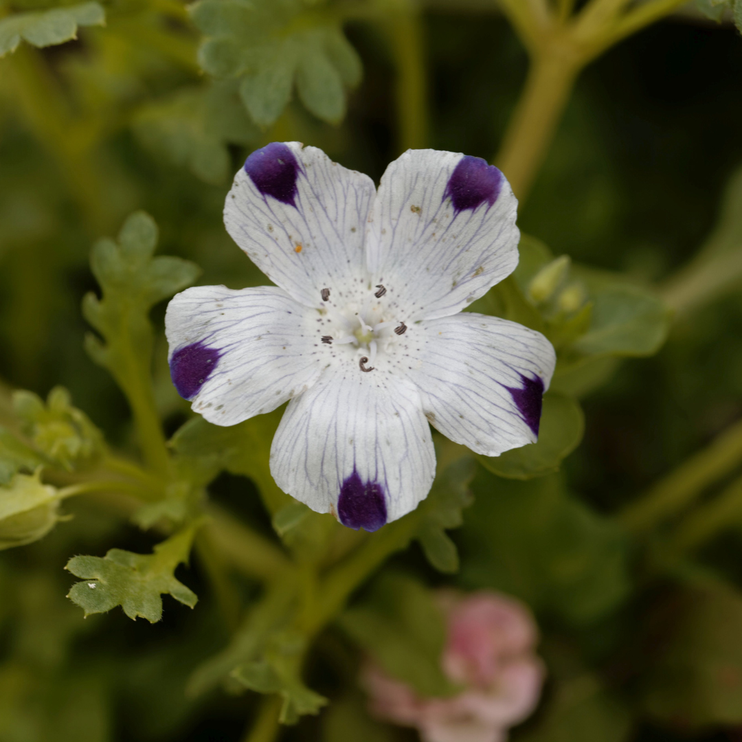 nemophila flower seeds Five Spot (Nemophila maculata) – 45+ Seeds, Delicate White and Purple – Terra Mater Gardens