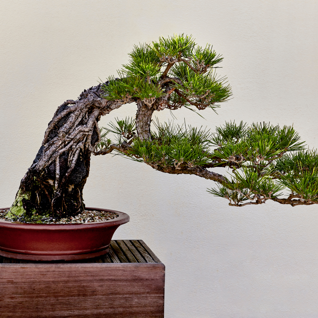 pine tree bonsai from seed Japanese Black Pine Bonsai Seeds (Pinus thunbergii) – Cultivate Timele – Terra Mater Gardens