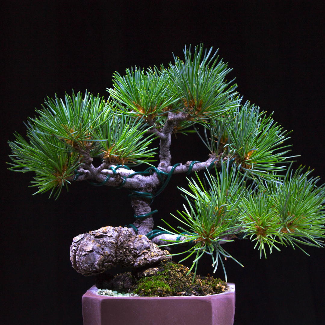 black bean tree bonsai Japanese Black Pine Bonsai Seeds (Pinus thunbergii) – Cultivate Timele – Terra Mater Gardens
