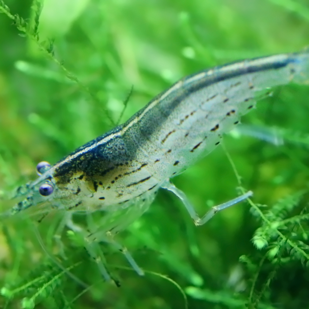 Amano Shrimp "Algae-Eating Shrimp" (Caridina multidentata) – Efficient ...