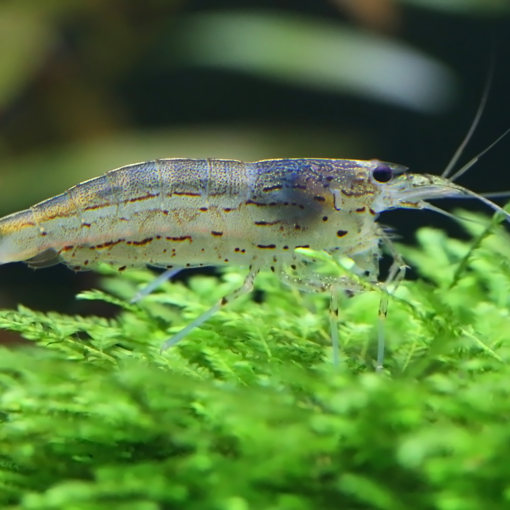 Amano Shrimp "Algae-Eating Shrimp" (Caridina multidentata) – Efficient ...