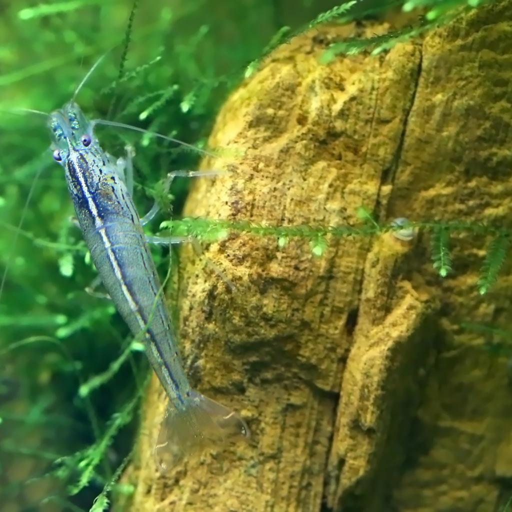 Amano Shrimp "Algae-Eating Shrimp" (Caridina multidentata) – Efficient ...