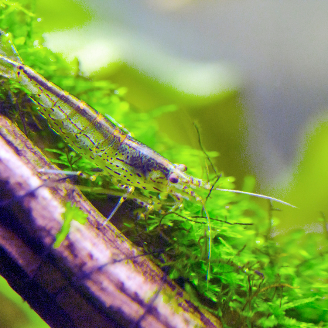 Amano Shrimp "Algae-Eating Shrimp" (Caridina multidentata) – Efficient ...