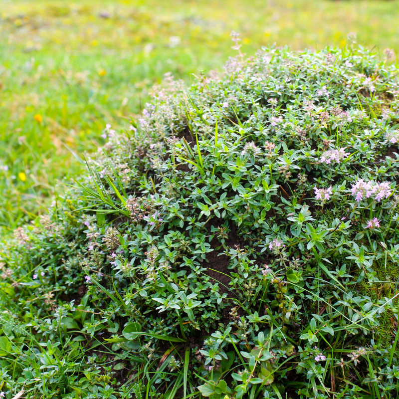 Wild Thyme (Thymus pulegioides) – Aromatic Herb for Culinary and Wild Thyme (Thymus pulegioides) – Aromatic Herb for Culinary and