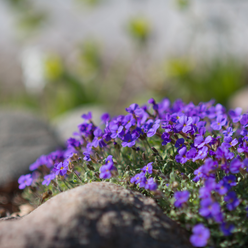 aubrieta cascade purple flower seeds Purple Rockcress (Aubrieta deltoidea) – 250+ Seeds for Vibrant Spring – Terra Mater Gardens