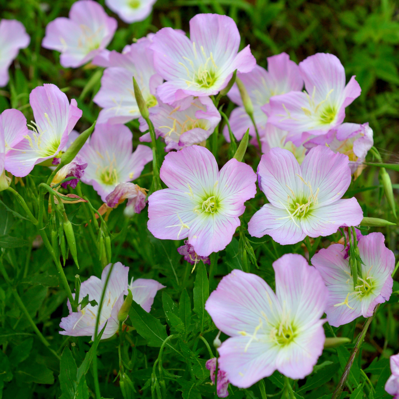 pink lady flower seeds Evening Primrose Pink Ladies (Oenothera speciosa) – Fragrant Pink Bloo – Terra Mater Gardens
