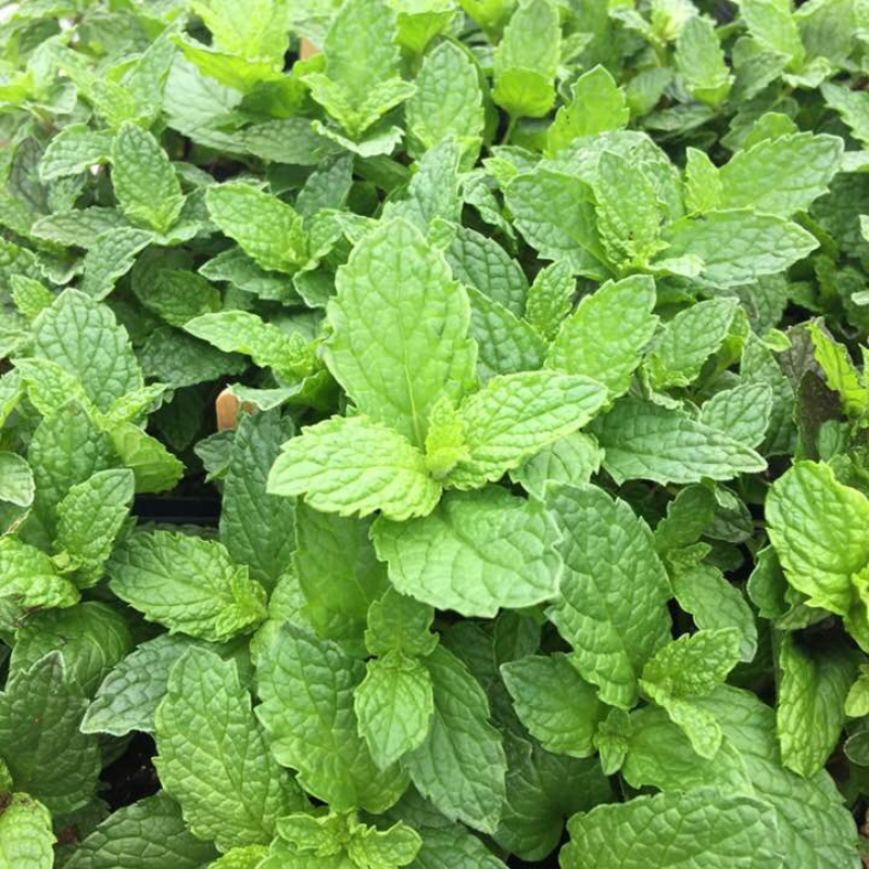 Kentucky Colonel Mint Plant Plug (Mentha spicata var. 'Kentucky Colone ...