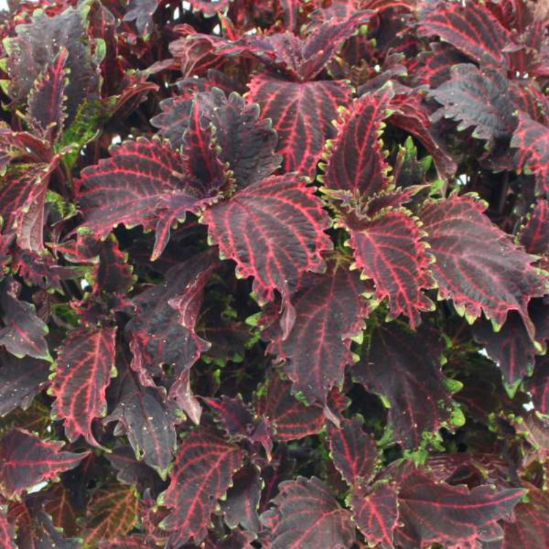 Coleus Burgundy Ruffles Plant Plug (Plectranthus scutellarioides ‘Burg ...
