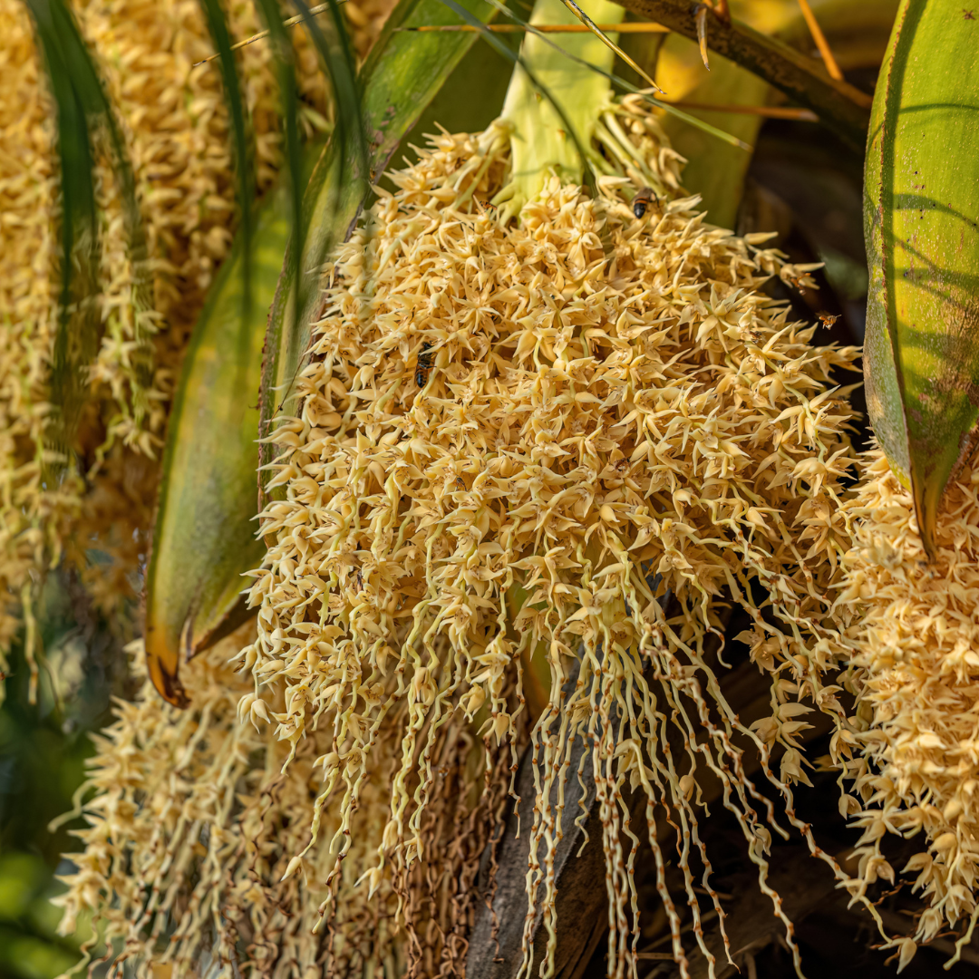 plant palm seeds Pygmy Date Palm Seeds (Phoenix roebelenii) – Compact, Elegant Palm for – Terra Mater Gardens