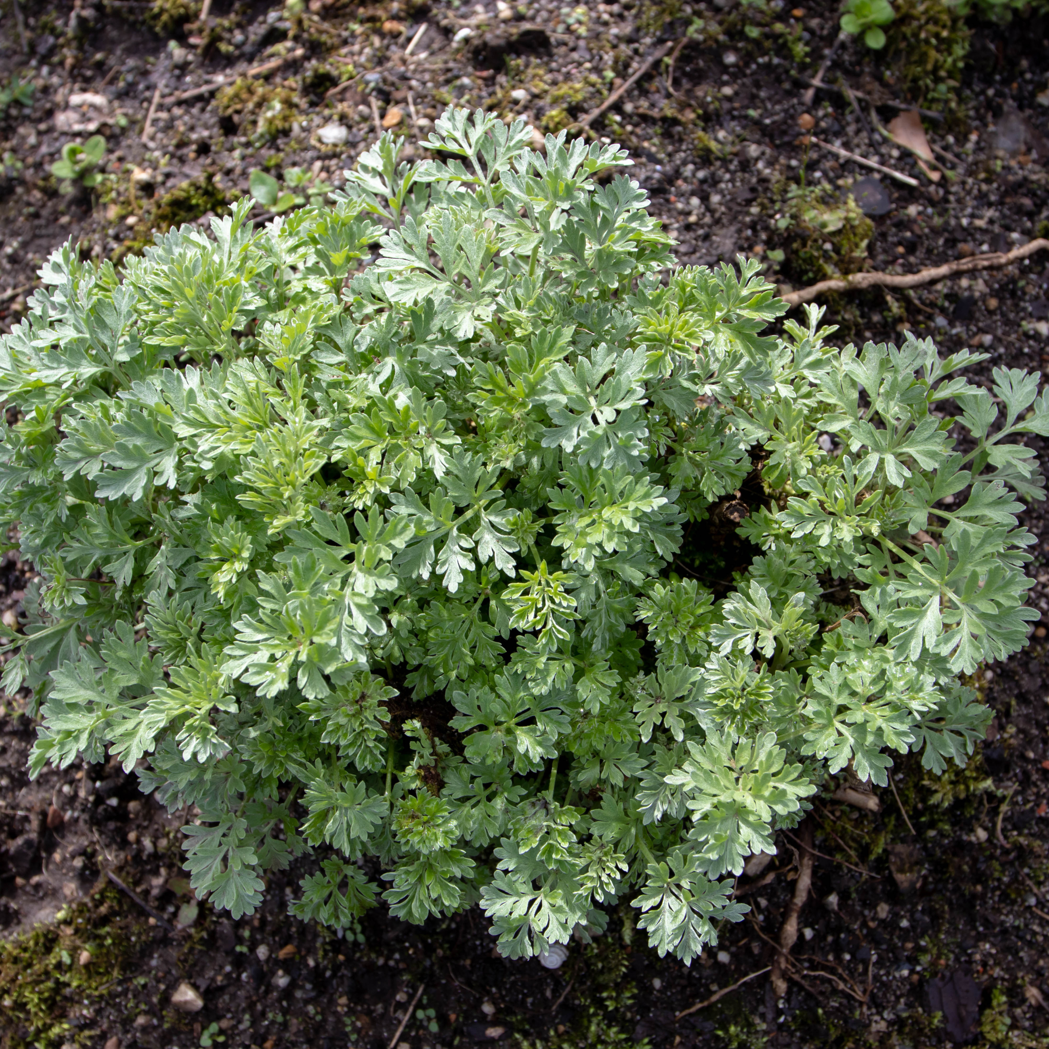2000 Semi Assenzio Maggiore Artemisia Absinthium Wormwood Absinthe - Foto 14