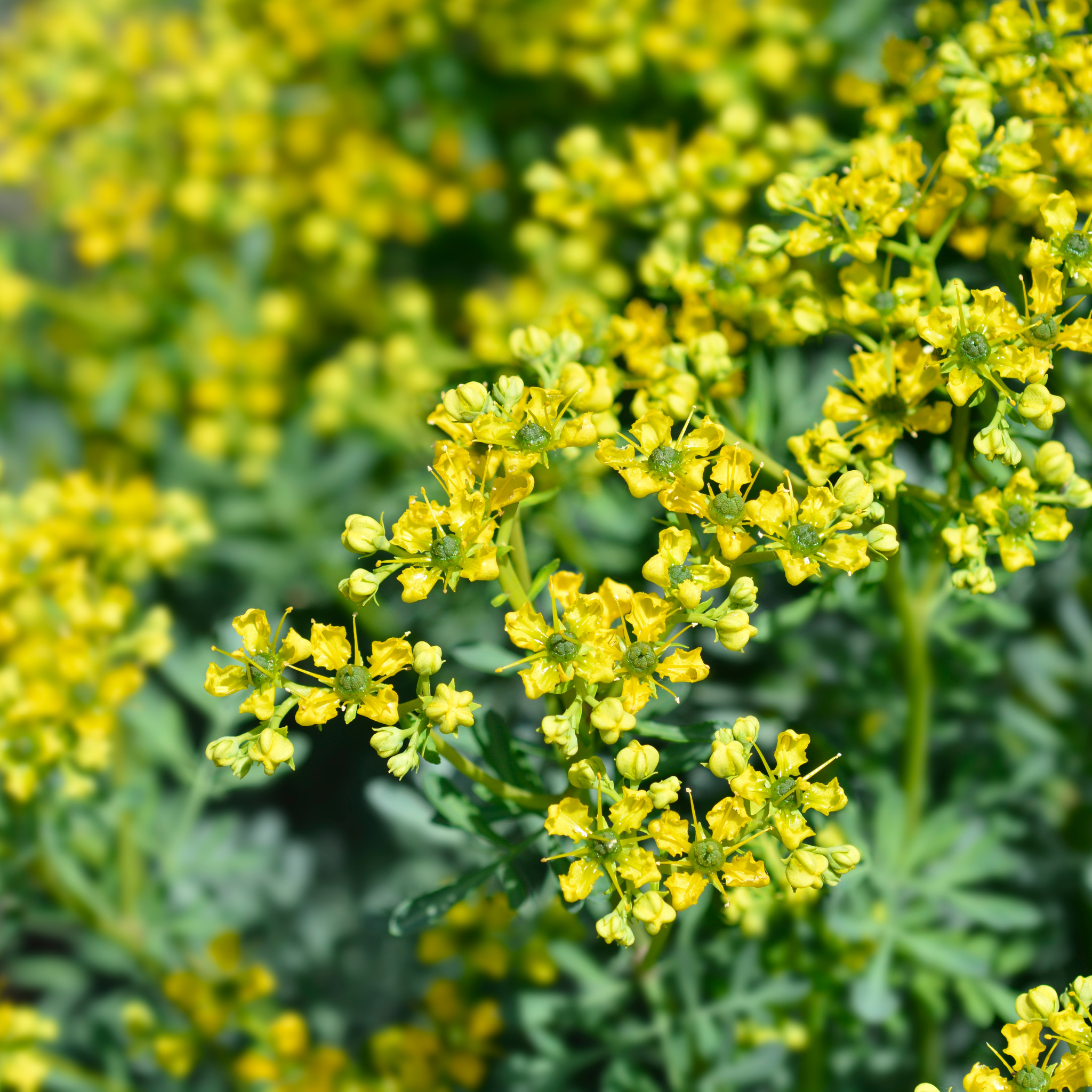 garden rue seeds Rue 50+ Seeds (Ruta graveolens) – Organic Perennial Herb – Unique Frag – Terra Mater Gardens