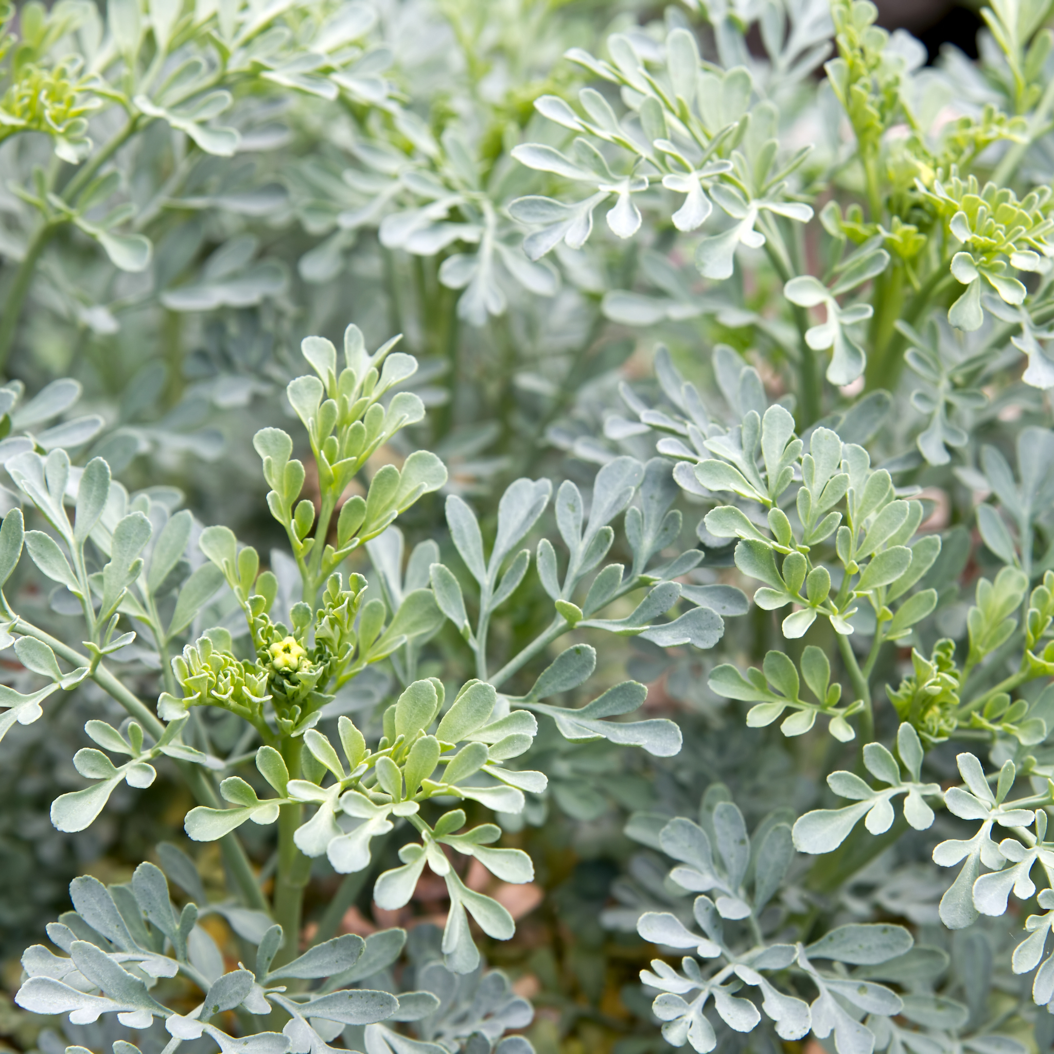rue plant seeds Rue 50+ Seeds (Ruta graveolens) – Organic Perennial Herb – Unique Frag – Terra Mater Gardens