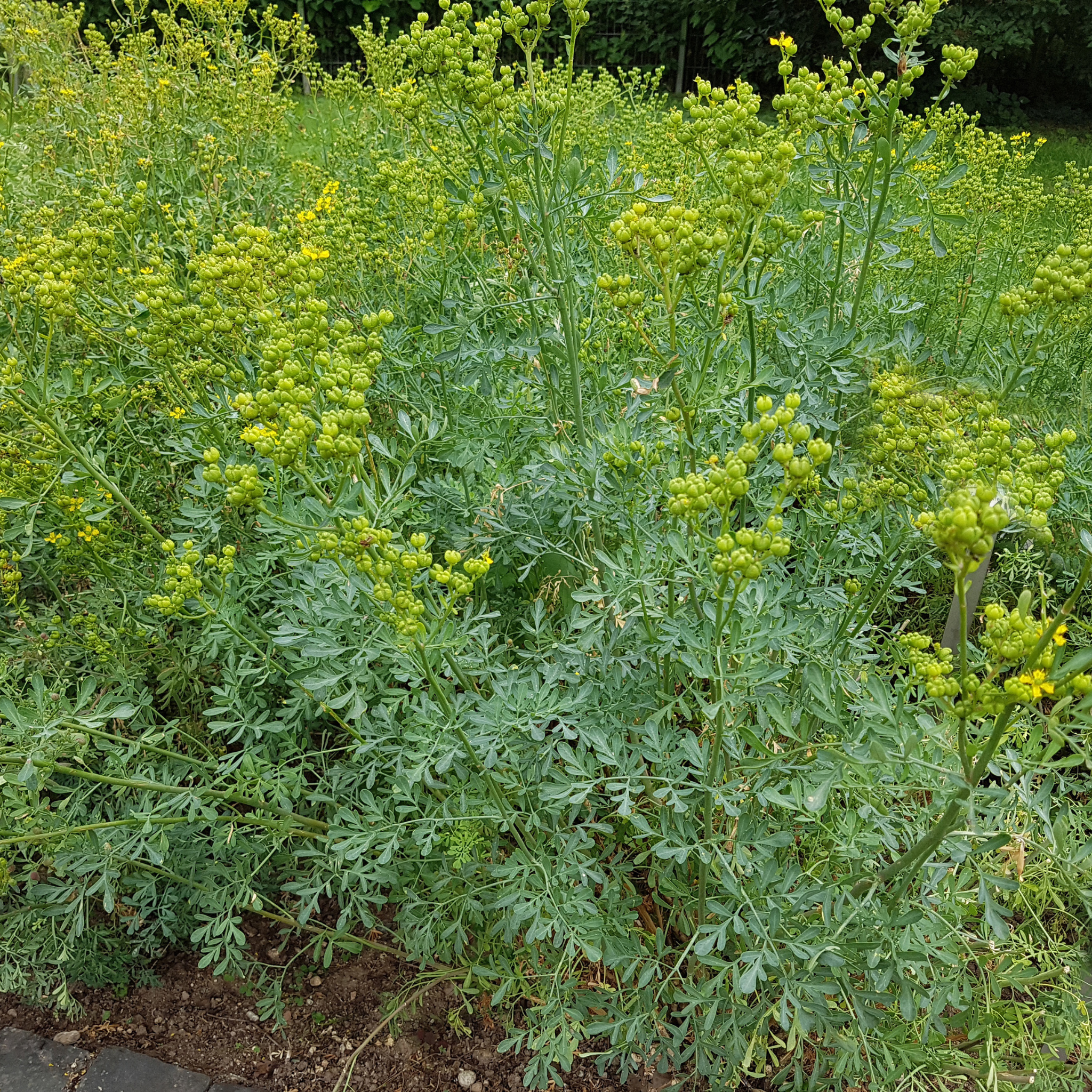 seeds grow to plants rutter Rue 50+ Seeds (Ruta graveolens) – Organic Perennial Herb – Unique Frag – Terra Mater Gardens