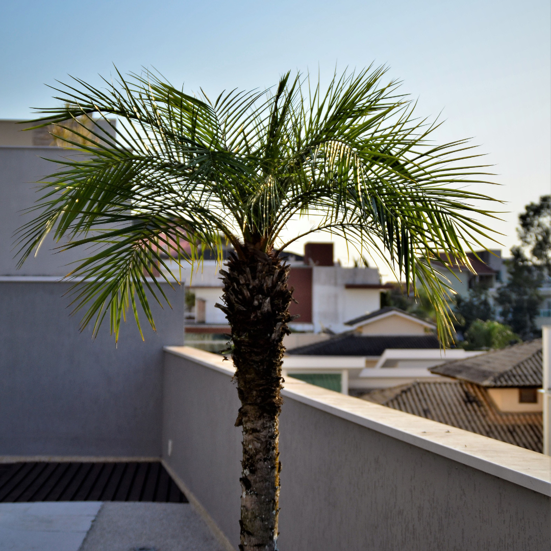pygmy date palm companion plants Pygmy Date Palm Seeds (Phoenix roebelenii) – Compact, Elegant Palm for Containers and Small Gardens