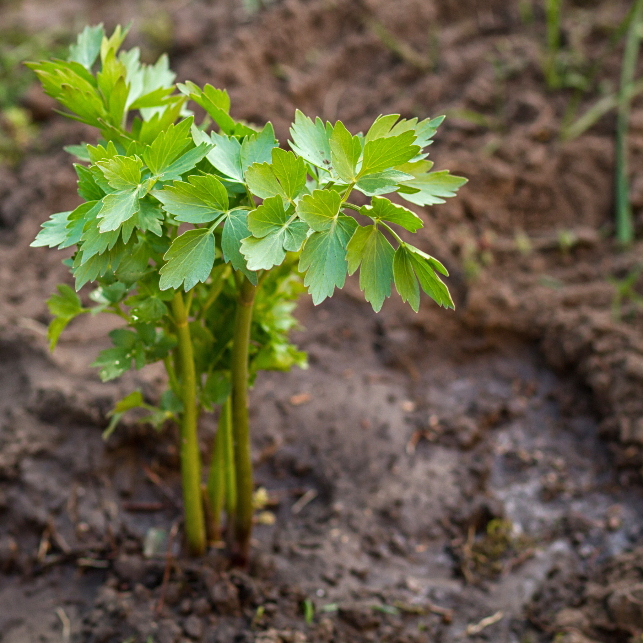 lovage plant seeds Lovage 60+ Seeds (Levisticum officinale) – Organic Heirloom Herb – Per – Terra Mater Gardens