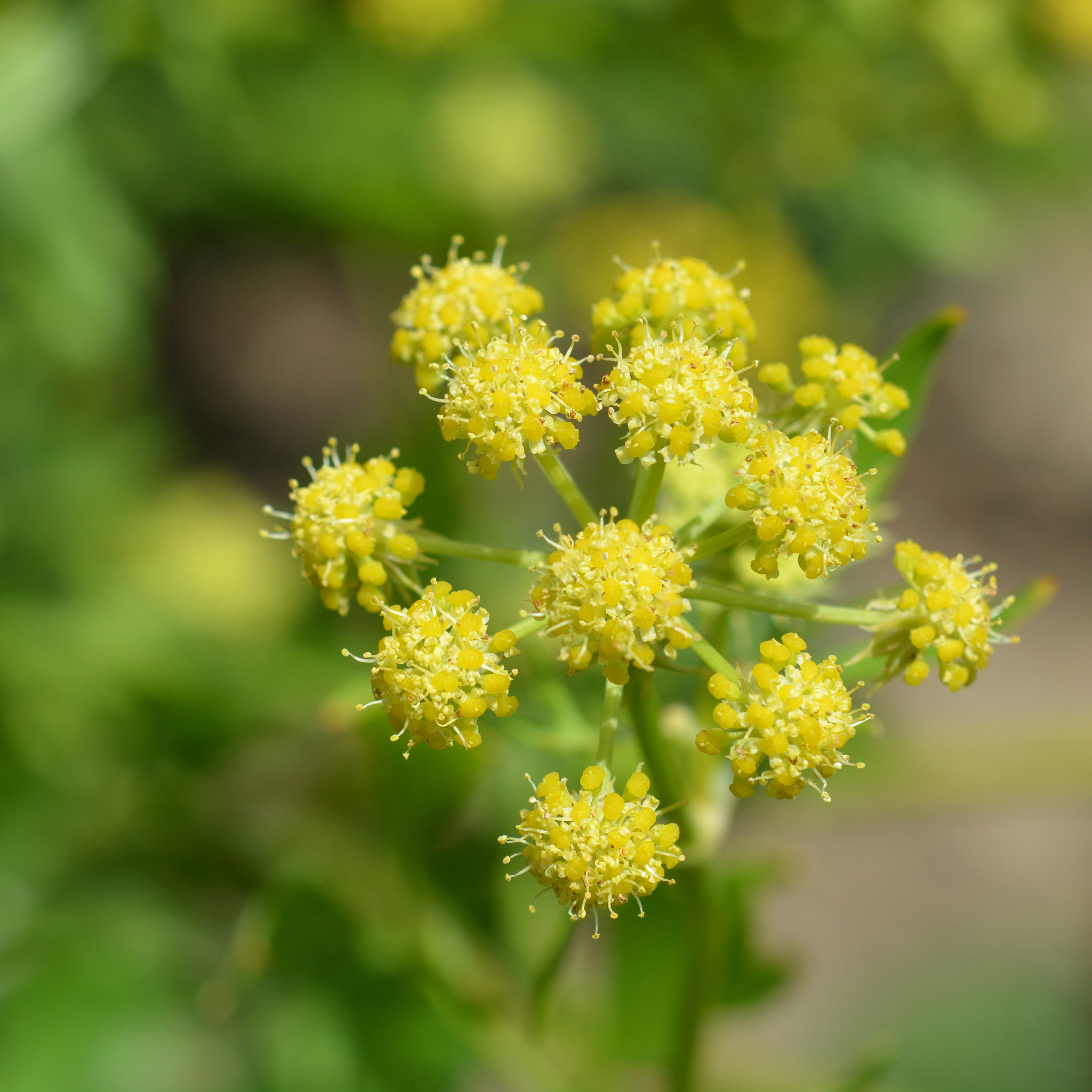 lovage plant seeds Lovage 60+ Seeds (Levisticum officinale) – Organic Heirloom Herb – Per – Terra Mater Gardens
